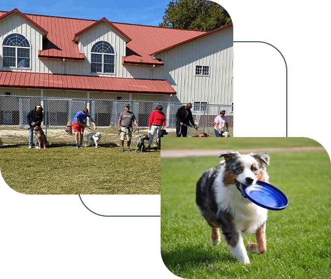 A dog is holding a frisbee in its mouth.