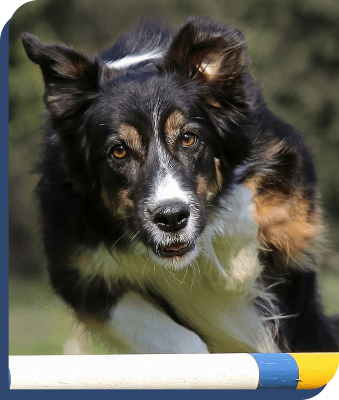 A dog is running with a frisbee in its mouth.