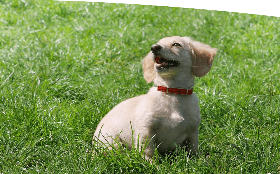 A dog sitting in the grass with its mouth open.